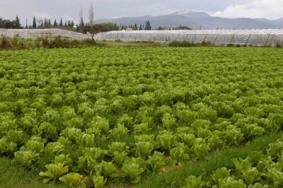Topraktan Satış Mamulleri