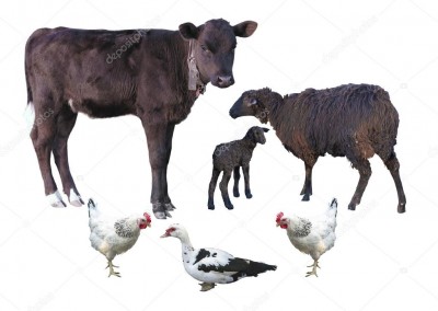 Satılık Büyük ve Küçük Baş Hayvanlar